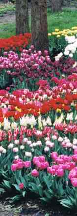 The Tulips of Keukenhof