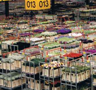 Early Morning at the Aalsmeer Flower Auction